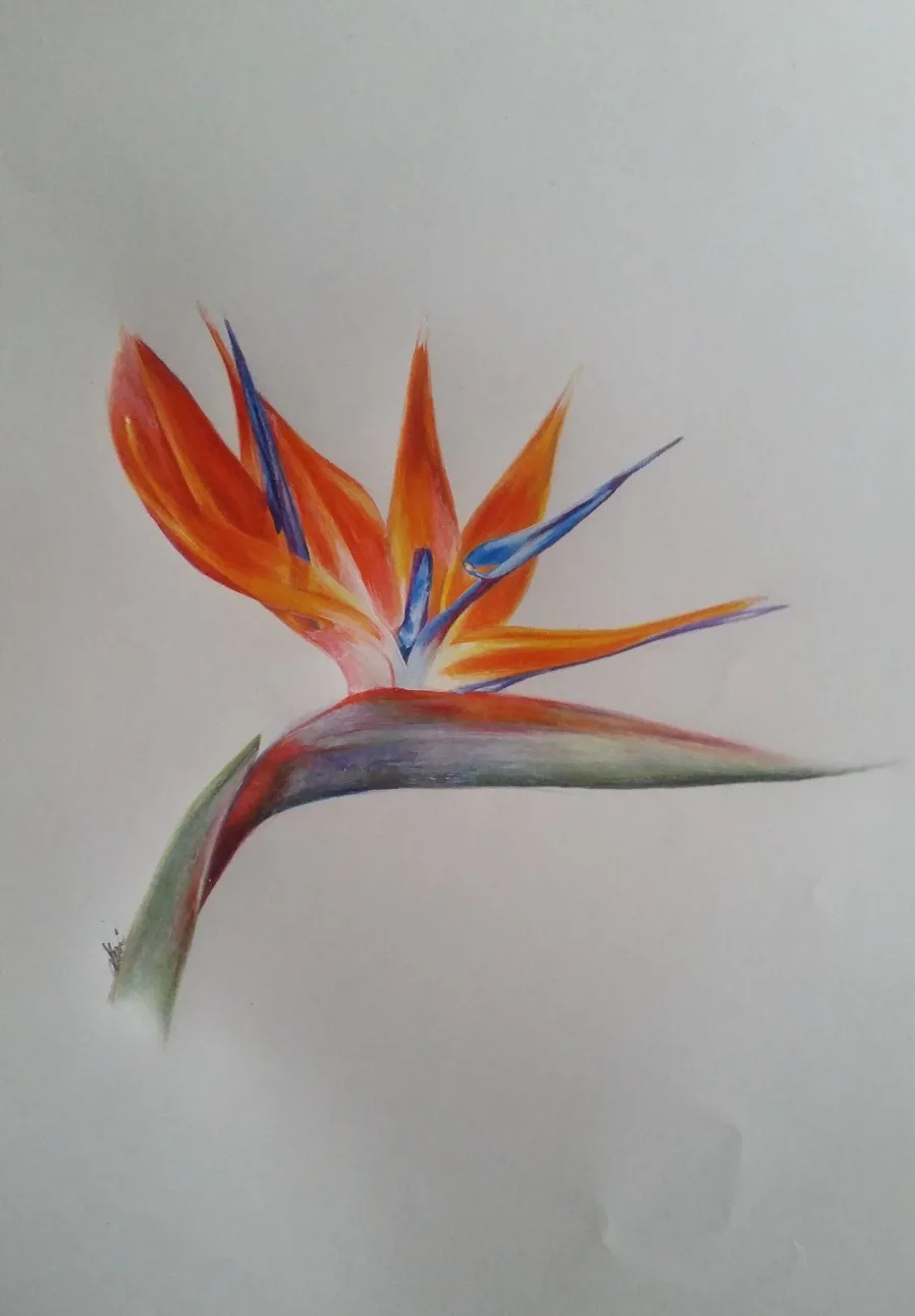 Paradiesvogel in Flammen